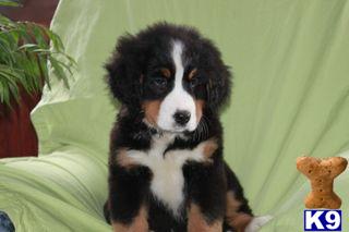 Bernese Mountain Dog Puppies for Sale